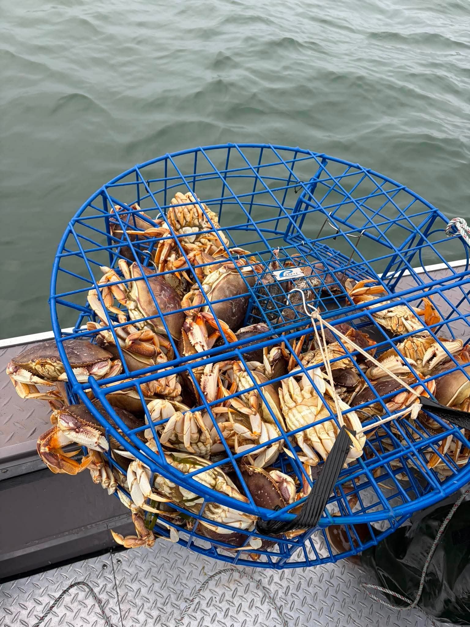 Dungeness crab piled in a full blue crab pot